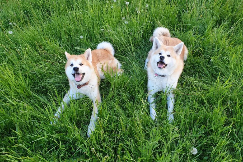 Aaron und Yoshi, ohne Zecken glücklich in der Natur. Geschützt durch natürlichen Zeckenschutz